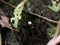 Argyrodes argentatus
