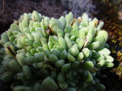 Sedum glabrum
