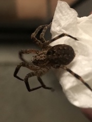 Zoropsis spinimana