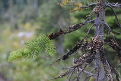 Herpotrichia juniperi