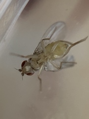Drosophila busckii