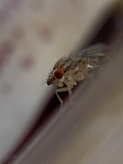 Drosophila busckii