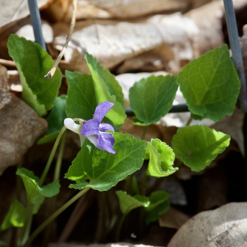 Great-spurred Violet (Viola selkirkii)