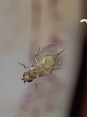 Drosophila busckii