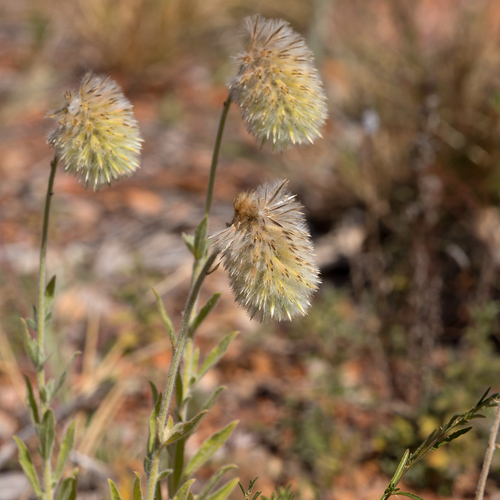 Ptilotus clementii observed 2019-07-03