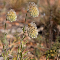 Ptilotus clementii