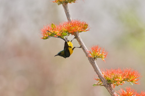 Combretum paniculatum, photograph 3