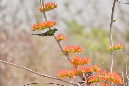Combretum paniculatum, photograph 2
