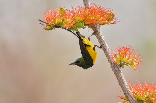 Pygmy Sunbird (Hedydipna platura), photo 2