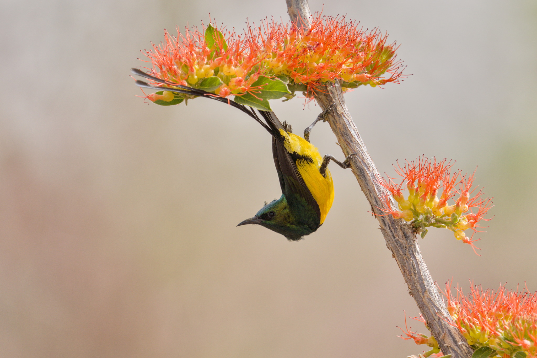 Pygmy Sunbird (Hedydipna platura), photo 2