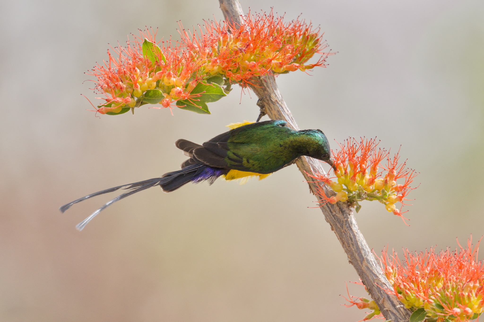 Pygmy Sunbird (Hedydipna platura), photo 10
