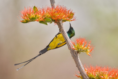 Pygmy Sunbird (Hedydipna platura), photo 7