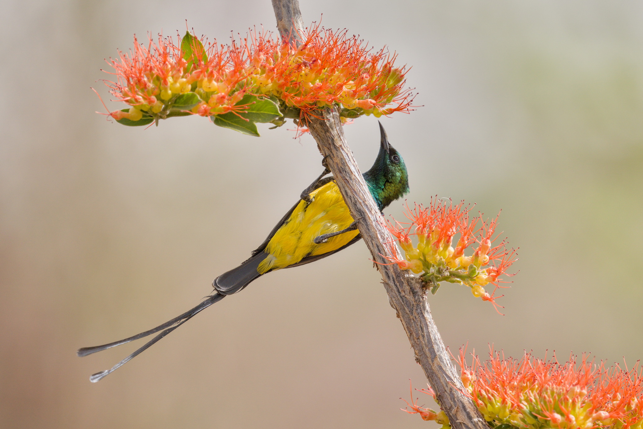 Pygmy Sunbird (Hedydipna platura), photo 7