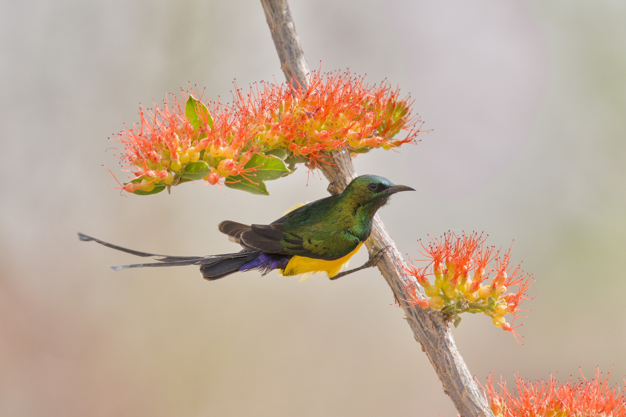 Pygmy Sunbird (Hedydipna platura), photo 8