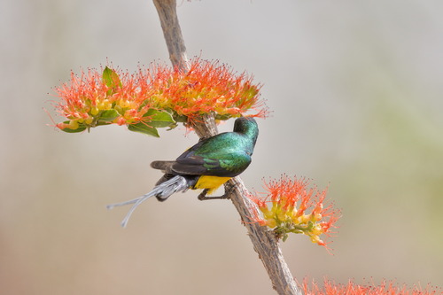 Combretum paniculatum, photograph 6