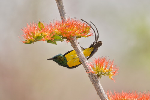 Pygmy Sunbird (Hedydipna platura)