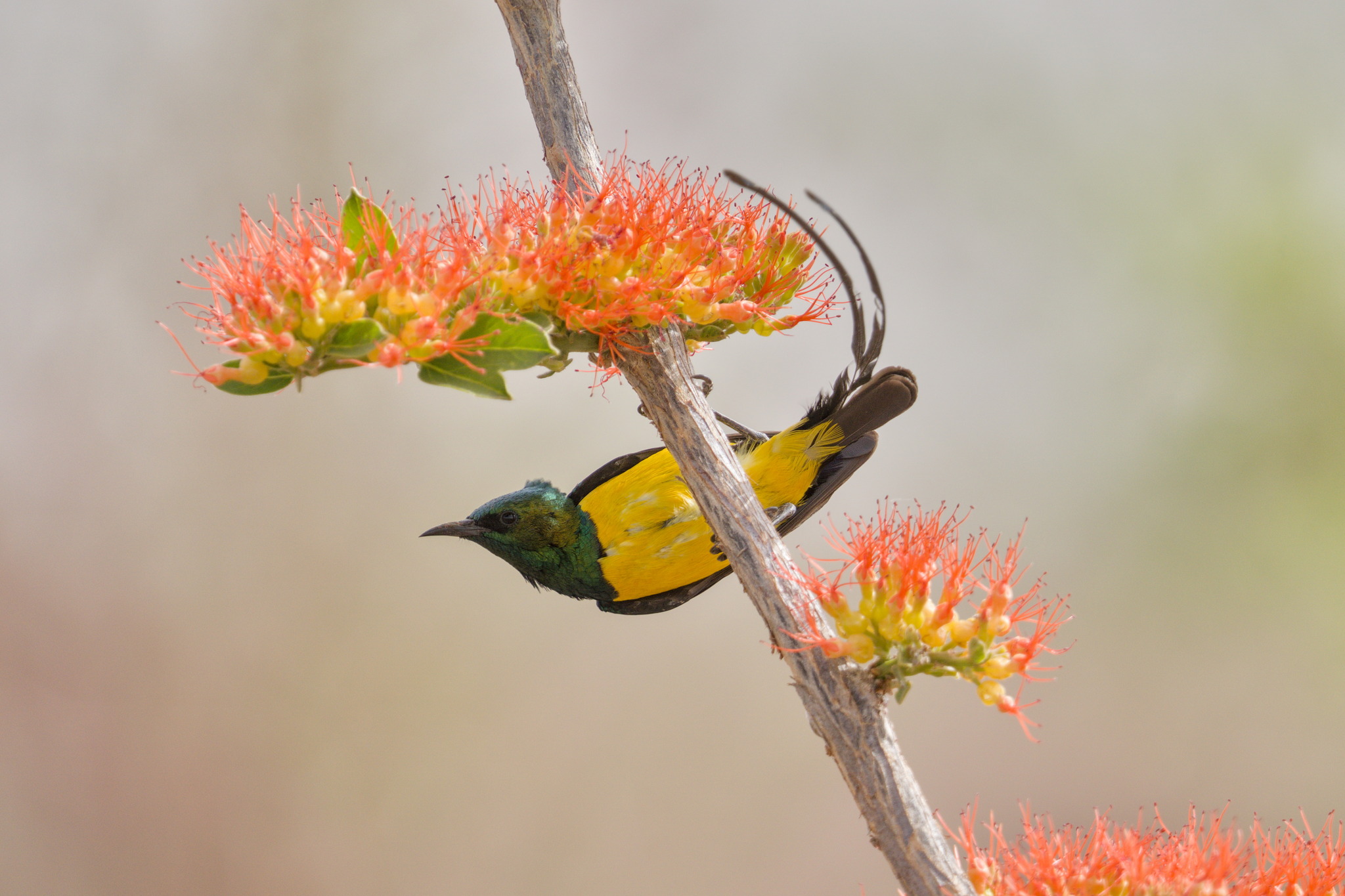 Pygmy Sunbird (Hedydipna platura), photo 1