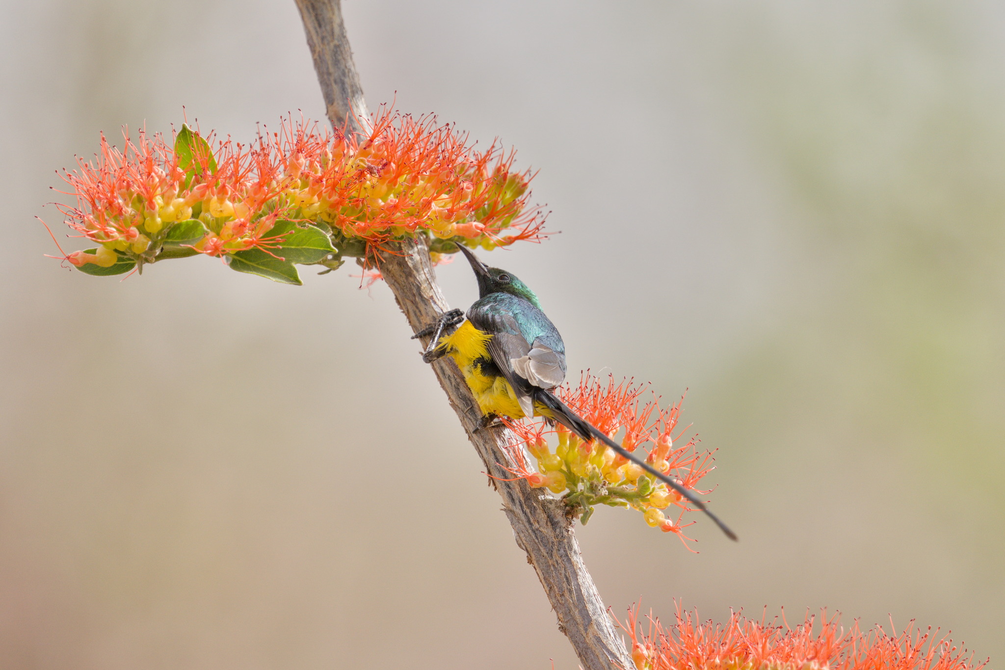 Pygmy Sunbird (Hedydipna platura), photo 9