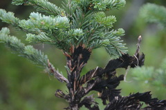 Herpotrichia juniperi