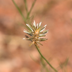 Ptilotus fusiformis
