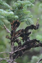 Herpotrichia juniperi