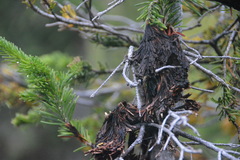 Herpotrichia juniperi