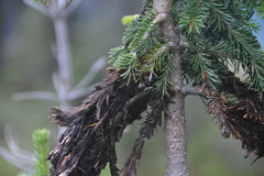 Herpotrichia juniperi