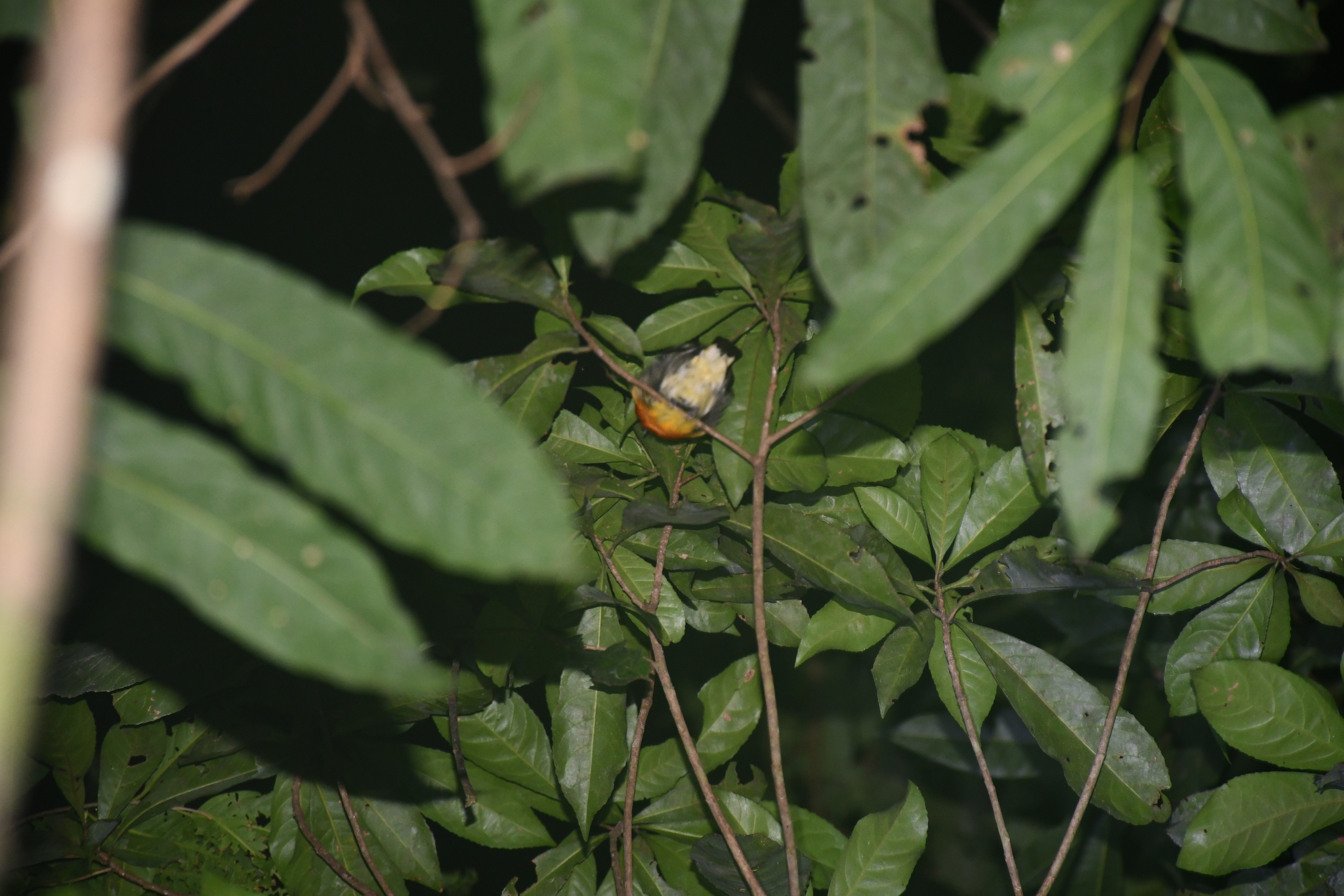 Band-tailed Manakin (Pipra fasciicauda), photo 1