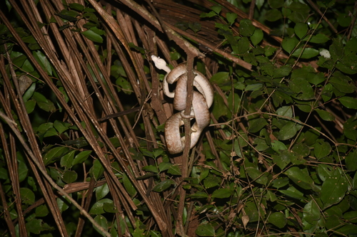 Garden Tree Boa