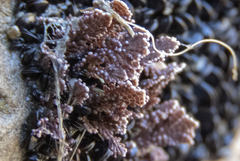 Arthrocardia corymbosa