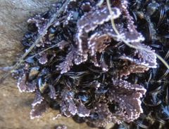 Arthrocardia corymbosa