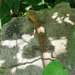 Calotes versicolor