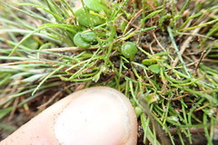 Isolepis basilaris