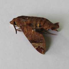 Macroglossum nubilum