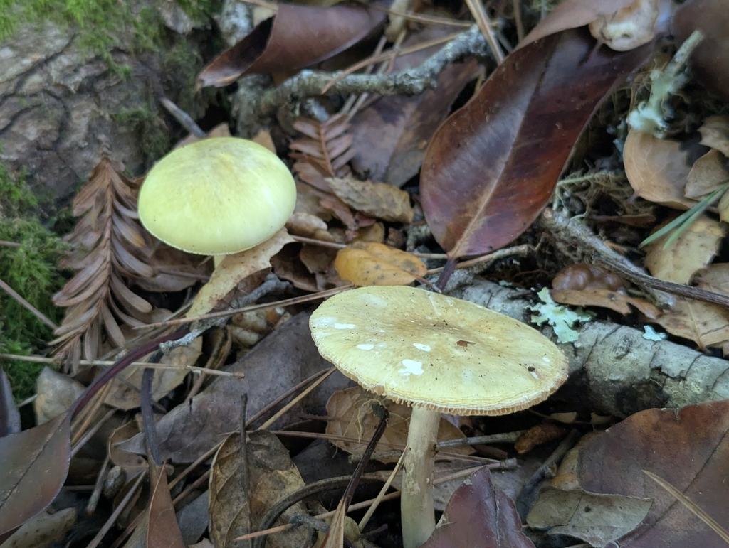 Amanita phalloides · November 2025 · photo: © alex_wentworth (iNaturalist, cc-by)