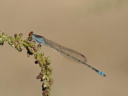 Cherry-eye Sprite