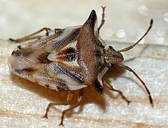 Duadicus pallidus