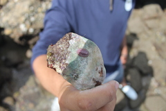 Chitonoidea