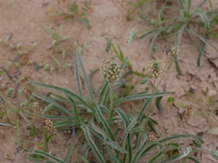Plantago boissieri