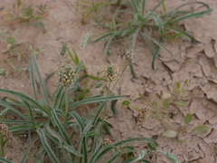 Plantago boissieri