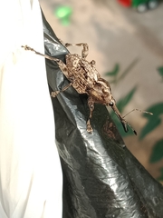 Ilacuris laticollis