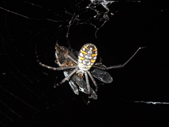 Argiope catenulata