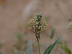 Plantago boissieri