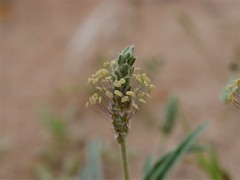 Plantago boissieri