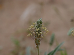 Plantago boissieri
