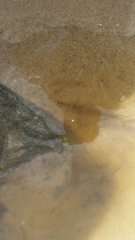 Hyporhamphus