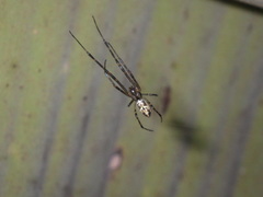 Tylorida ventralis