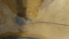 Hemitrygon fluviorum