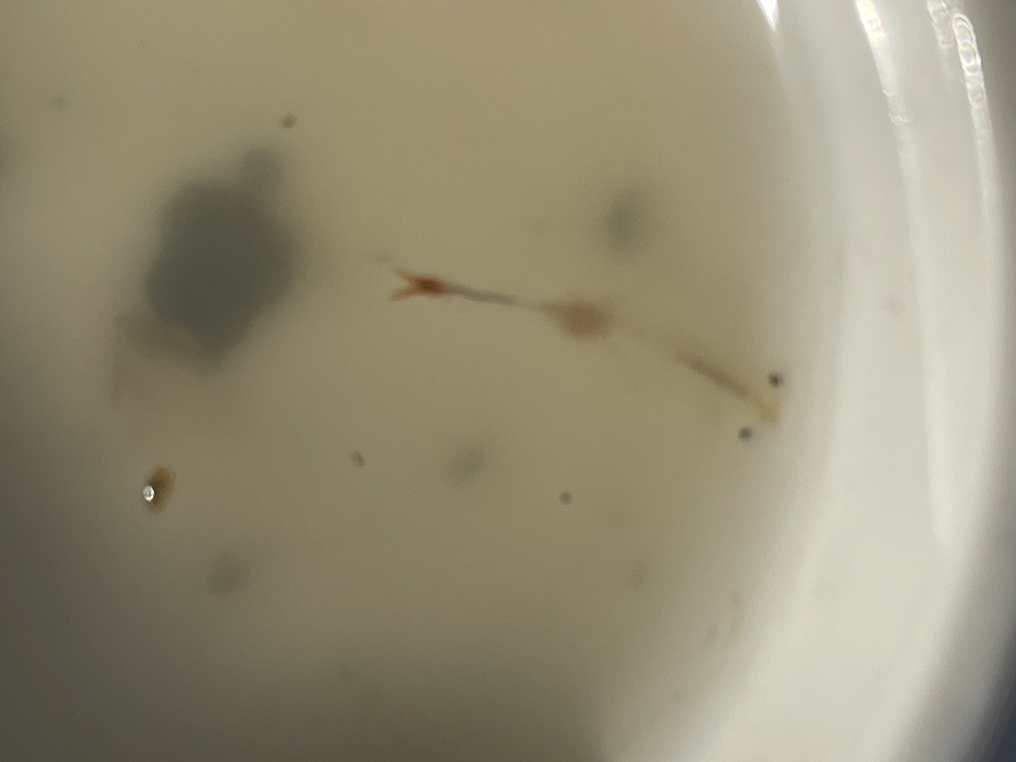 Linderiella occidentalis (Dodds, 1923)