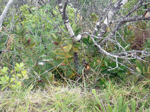 Veronica speciosa